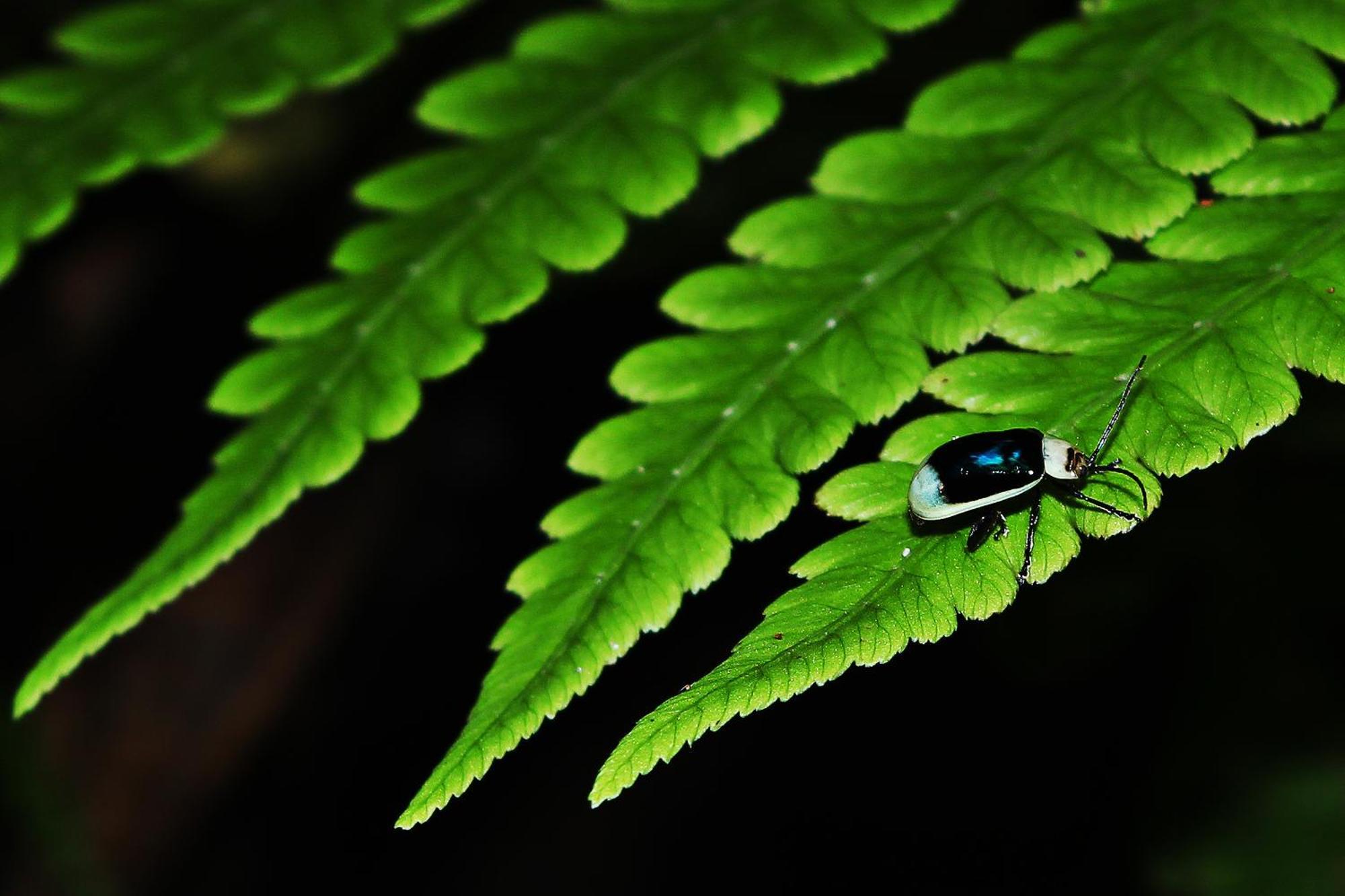 Mindo Green House Zewnętrze zdjęcie